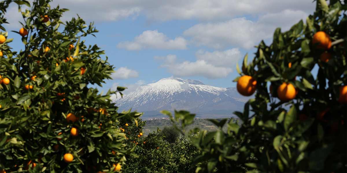 Extra Rosse Barbera, antociani quattro volte superiori agli altri cloni di arancia rossa